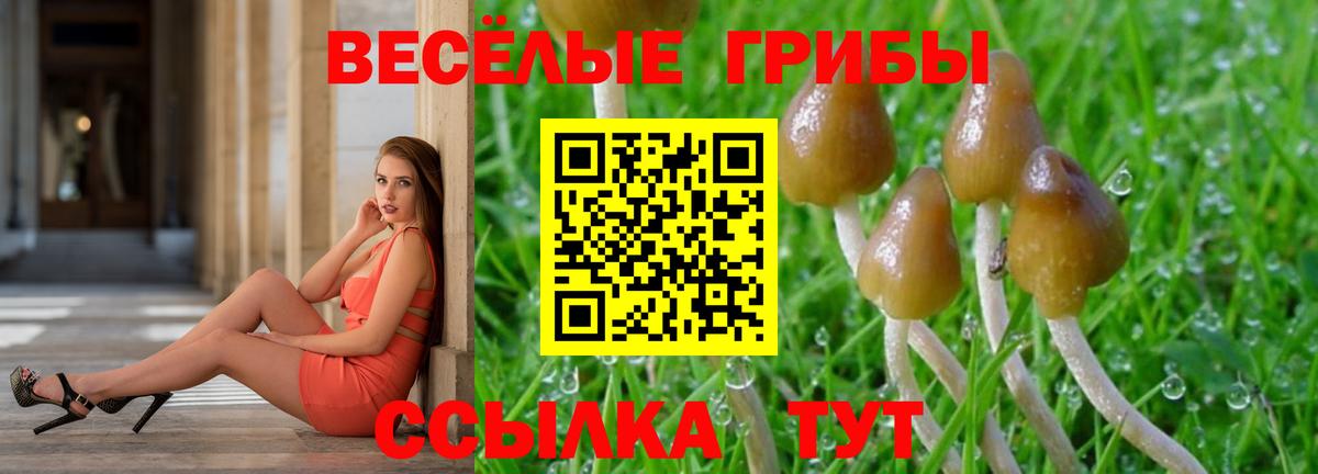 Галлюциногенные грибы Psilocybine cubensis Кунгур